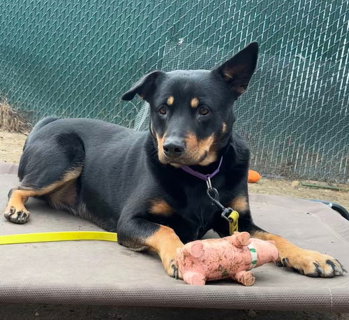 picture of the dog needing adoption