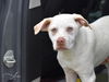 adoptable Dog in brewster, NY named Aero (A Puppies)