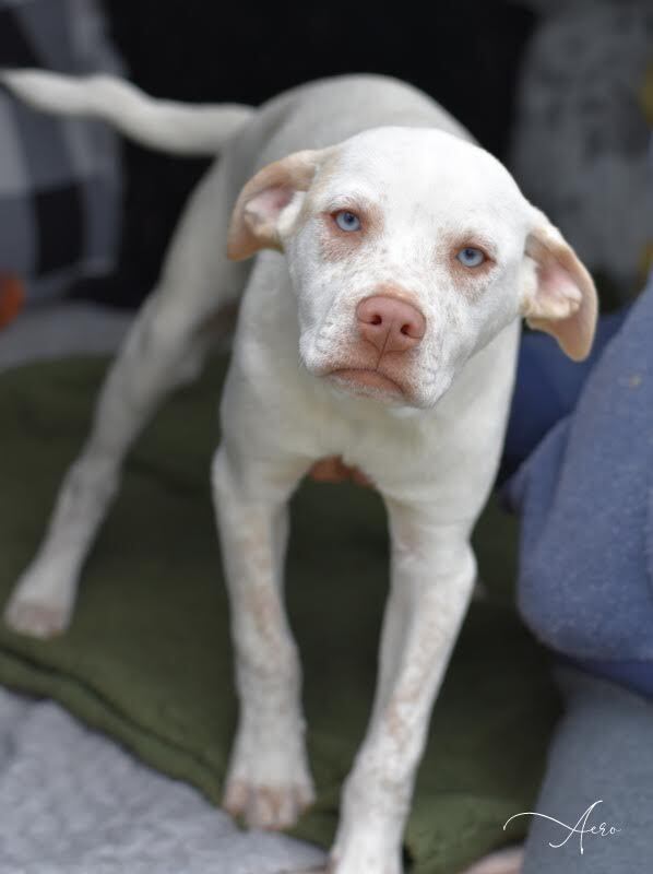adoptable Dog in Brewster, NY named Aero (A Puppies)