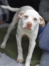 adoptable Dog in  named Aero (A Puppies)