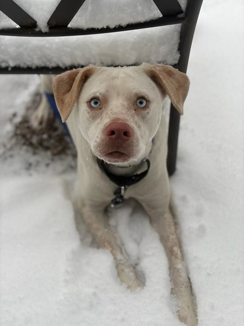 picture of the dog needing adoption