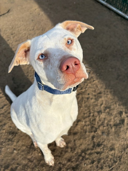 AC - AERO - Labrador Retriever available for adoption