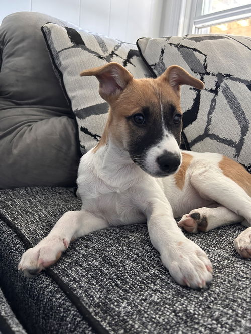 picture of the dog needing adoption