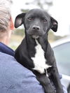 adoptable Dog in  named Atlas (A Puppies)