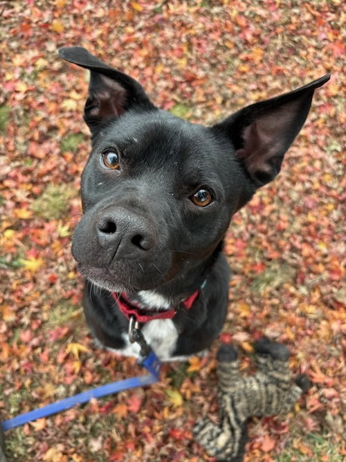 picture of the dog needing adoption