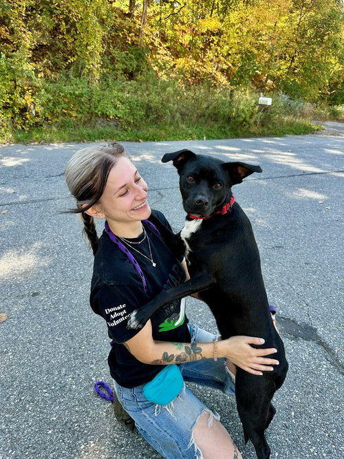 AC - ATLAS - Pit Bull Terrier / Boston Terrier available for adoption