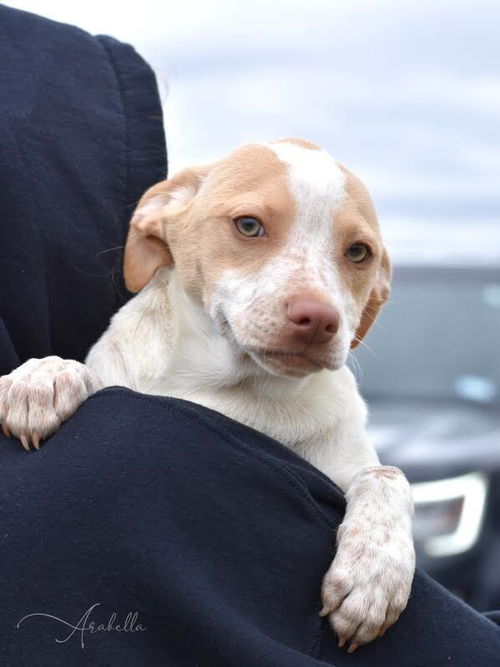 picture of the dog needing adoption