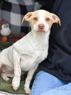 adoptable Dog in  named Arabella (A Puppies)