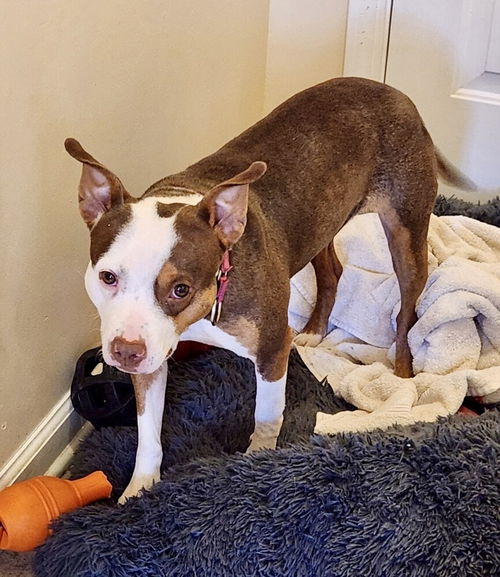 picture of the dog needing adoption