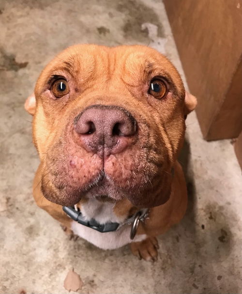 picture of the dog needing adoption