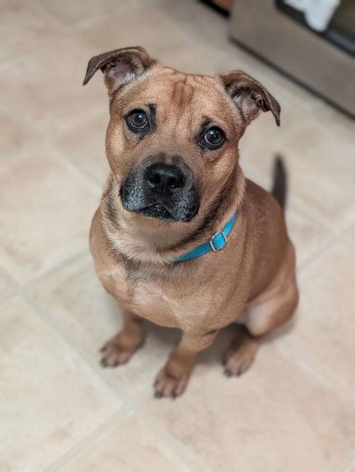 picture of the dog needing adoption