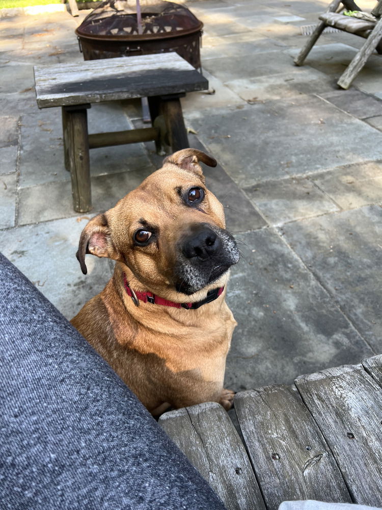 adoptable Dog in Brewster, NY named AC - Ajax