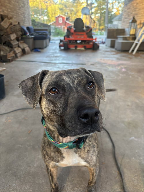 picture of the dog needing adoption