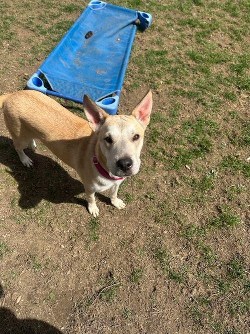 picture of the dog needing adoption