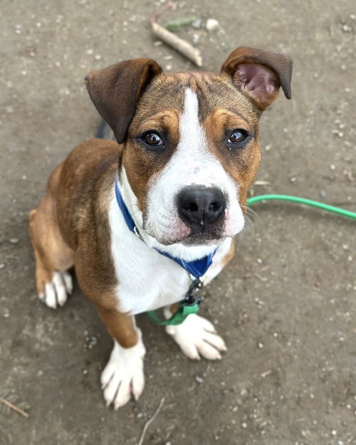 picture of the dog needing adoption