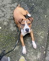 adoptable Dog in brewster, NY named Tommy