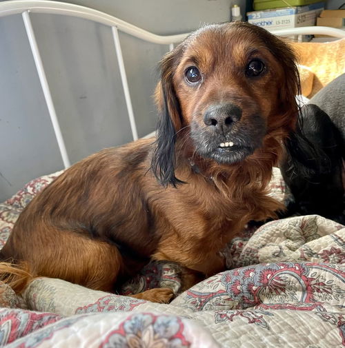picture of the dog needing adoption