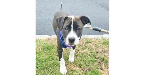 picture of the dog needing adoption