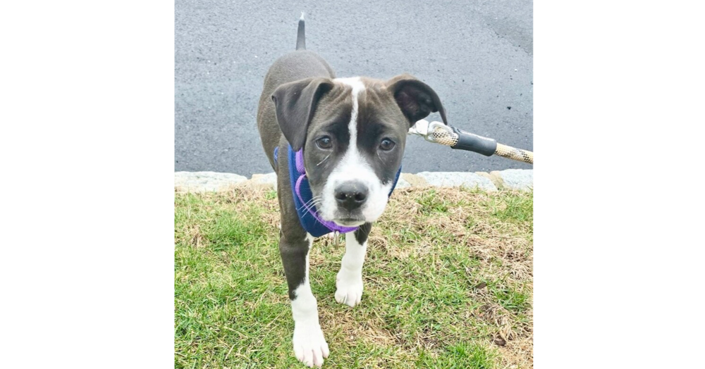 adoptable Dog in Brewster, NY named Ripple (Zion Litter)