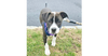 adoptable Dog in brewster, NY named Ripple (Zion Litter)