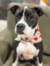 AC - Ripple (Zion Litter) - Photo 3