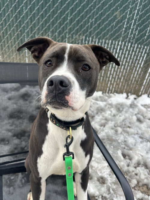 picture of the dog needing adoption