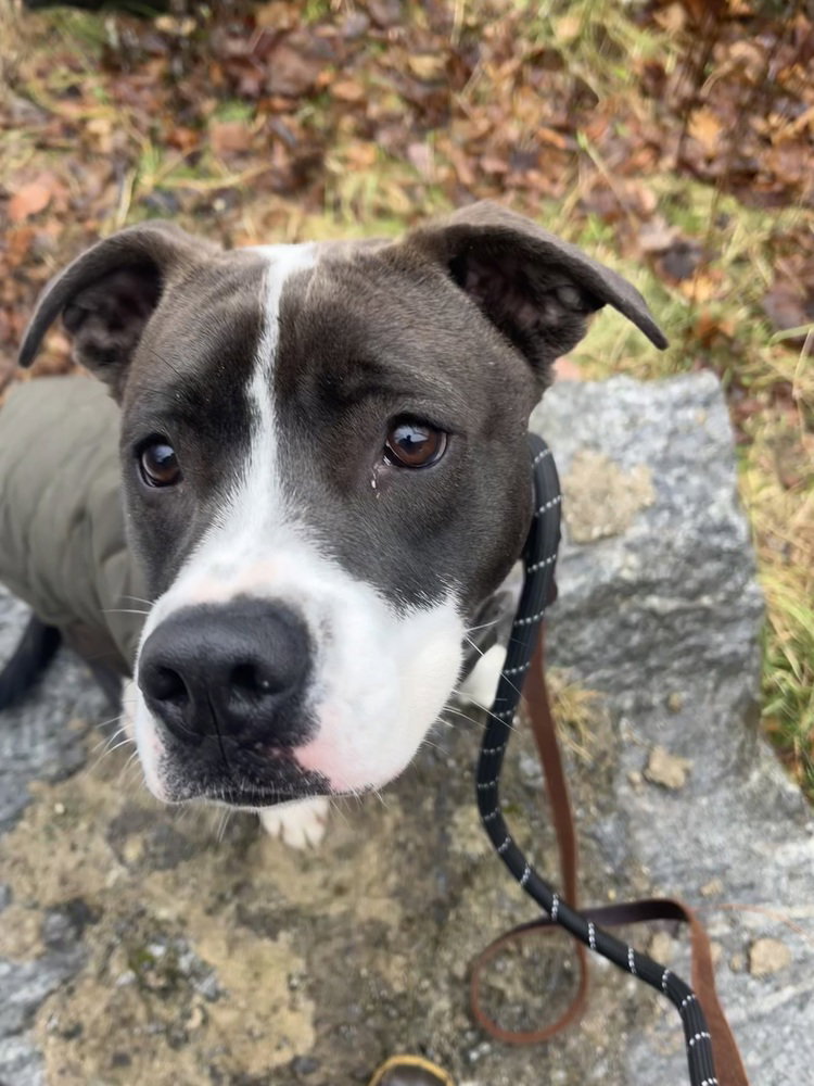 Pit Bull