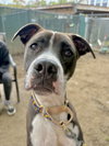 AC - Ripple (Zion Litter) - Photo 4