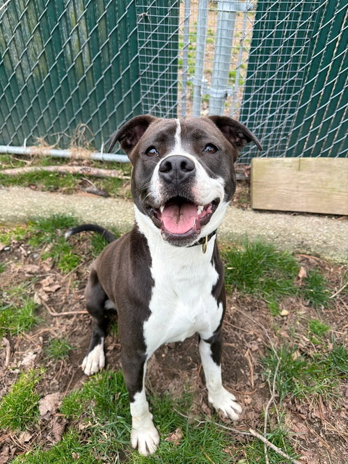 AC - Ripple (Zion Litter), an adoptable American Pit Bull Terrier in Brewster, NY