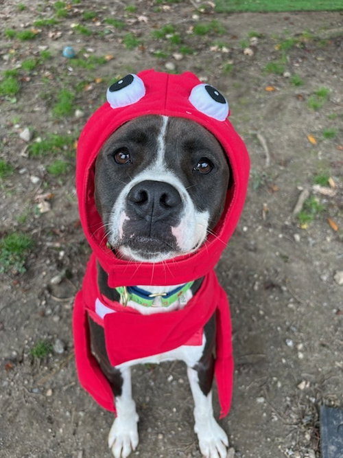 AC - Ripple, American Pit Bull Terrier / Beagle / Mixed