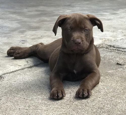 picture of the dog needing adoption