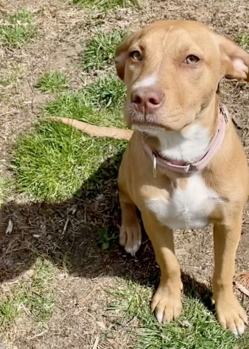 picture of the dog needing adoption