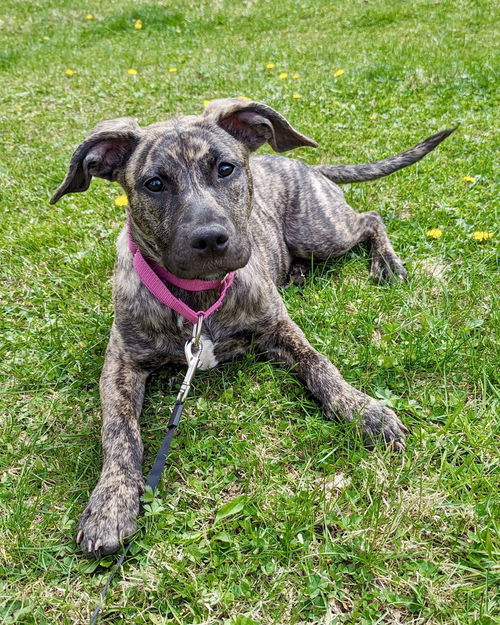 picture of the dog needing adoption