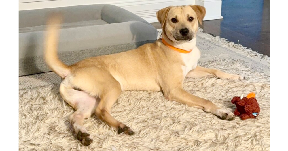 adoptable Dog in Brewster, NY named Oakley