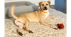 adoptable Dog in brewster, NY named Oakley