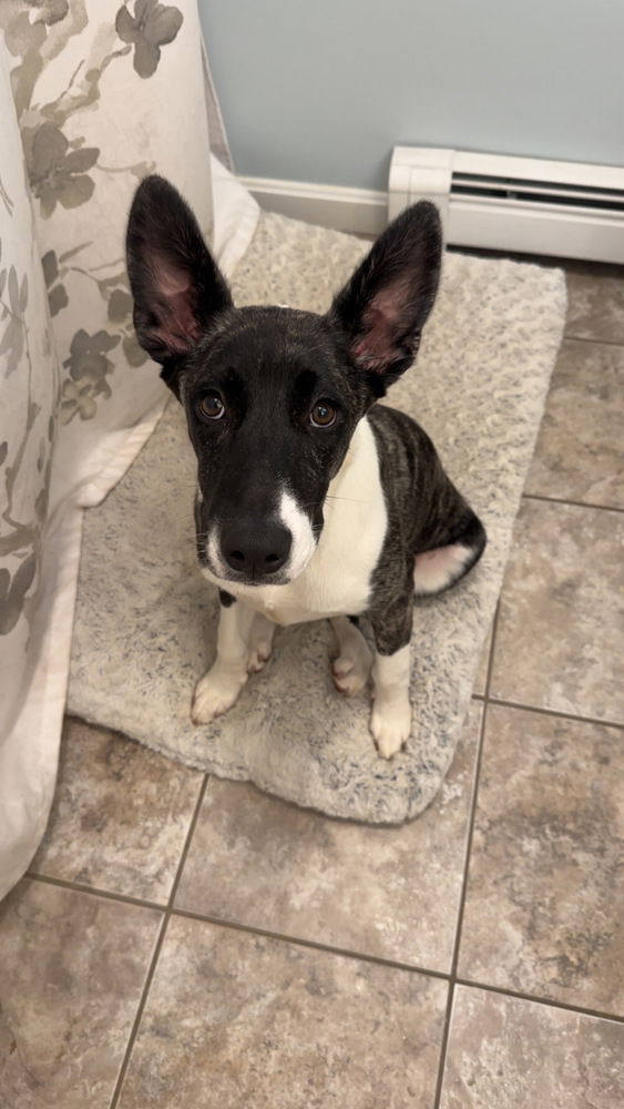 adoptable Dog in Brewster, NY named Dakota (Montgomery Puppies)