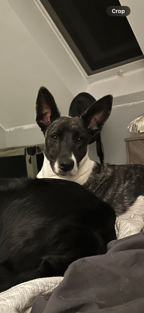 picture of the dog needing adoption