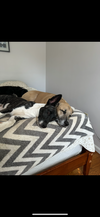 Dakota (Montgomery Puppies) - Photo 2