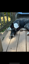 Dakota (Montgomery Puppies) - Photo 3