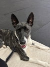 Dakota (Montgomery Puppies) - Photo 2