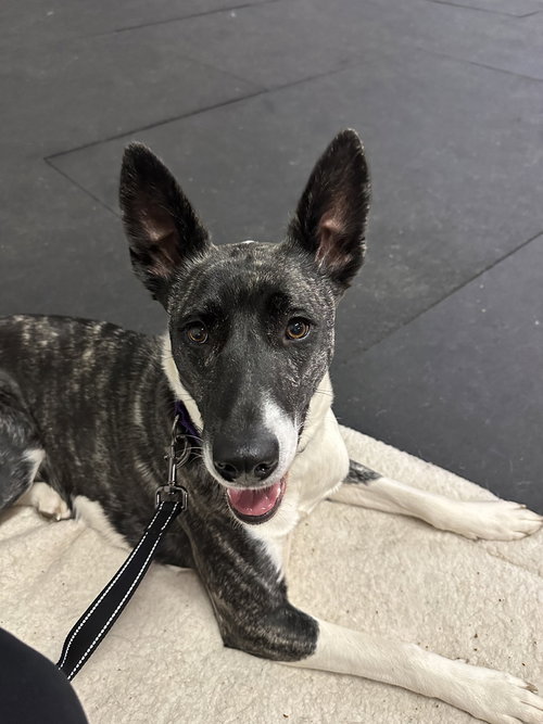 DAKOTA (MONTGOMERY PUPPIES) - Labrador Retriever / Shepherd available for adoption