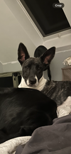 Dakota (Montgomery Puppies) - Photo 3