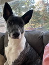 Dakota (Montgomery Puppies) - Photo 4