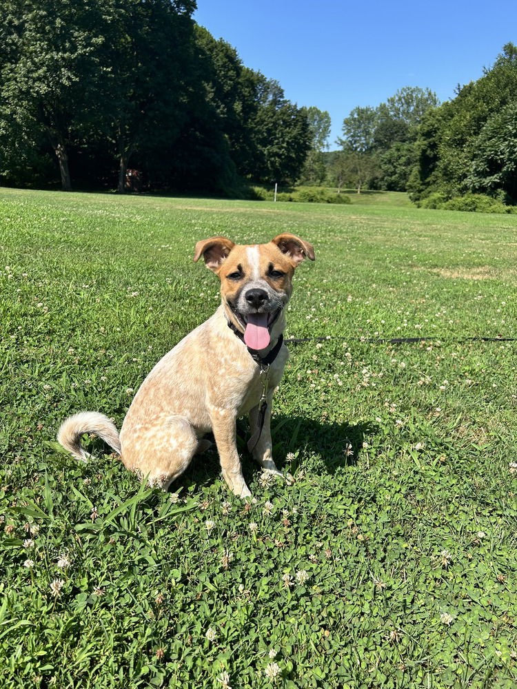 adoptable Dog in Brewster, NY named Blaze (Brownie's Litter)