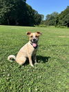 adoptable Dog in brewster, NY named Blaze (Brownie