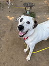 adoptable Dog in  named AC - Neo