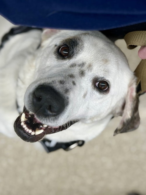 AC - NEO - Great Pyrenees available for adoption