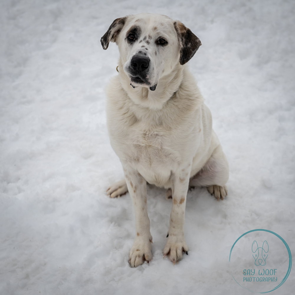 Great Pyrenees