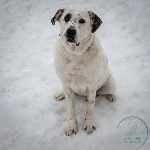 AC - NEO - Great Pyrenees available for adoption