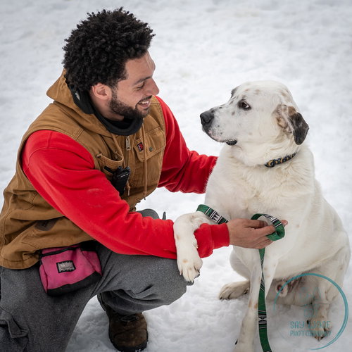 AC - NEO - Great Pyrenees available for adoption